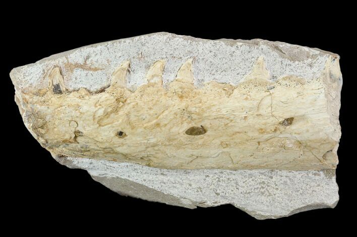 Fossil Mosasaur (Tethysaurus) Jaw Section - Goulmima, Morocco #107087